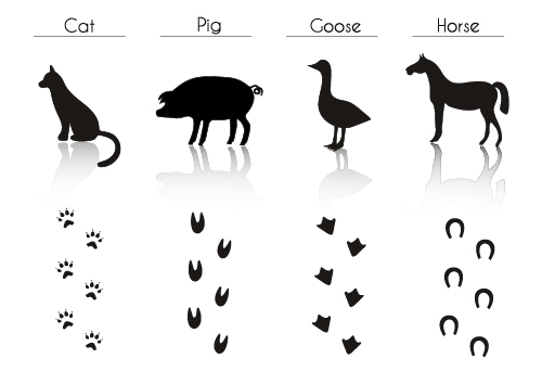 Poultry and footprint silhouette vector