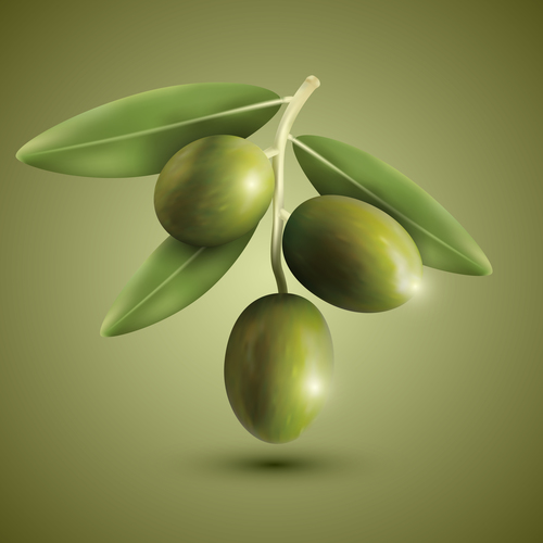 Realistic olive vector