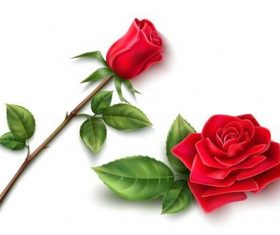 Rose flower vector