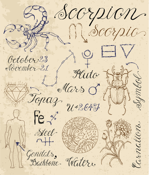 Scorpio or Scorpion zodiac sign vector