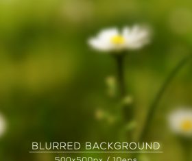 Spring daisy background vector