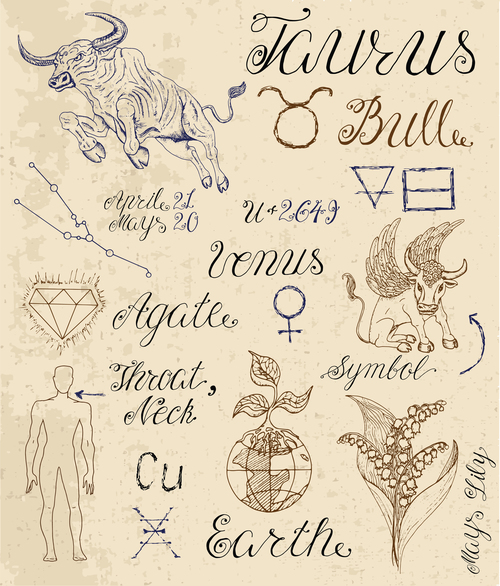 Taurus or Bull zodiac sign vector