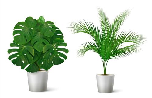Tropical plant vector