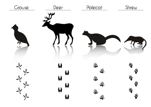 Wild animal literacy table vector
