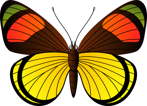 Colorful butterfly vector