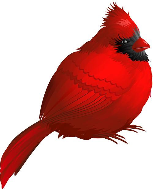 Red bird vector