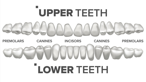 Tooth contrast vector