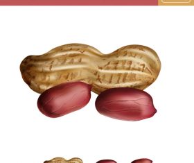 Peanut 3d illustration vector