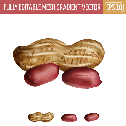 Peanut 3d illustration vector