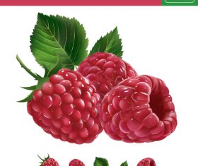 Raspberry 3d illustration vector