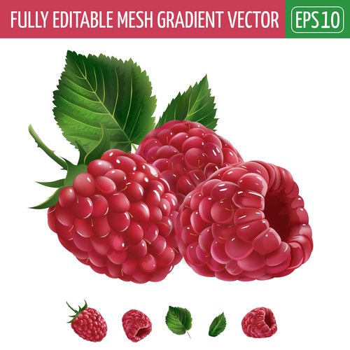 Raspberry 3d illustration vector
