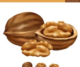 Walnut 3d illustration vector