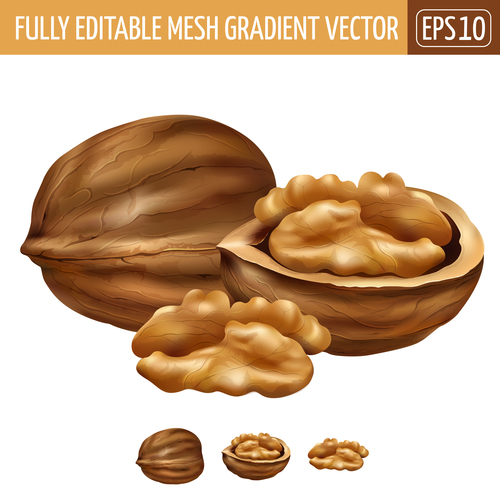 Walnut 3d illustration vector