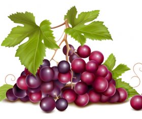 A bunch of grapes close-up vector illustration