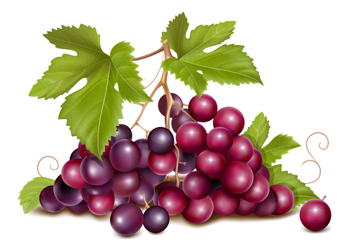 A bunch of grapes close-up vector illustration