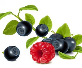 Berries and black cherries vector illustration
