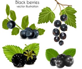 Black cherries vector illustration