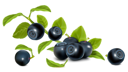 Black cherries vector
