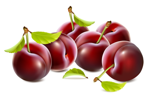 Closeup cherries vector illustration