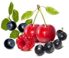 Different varieties of cherries vector illustration