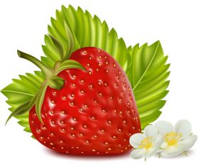 Fresh strawberries and flowers vector illustration