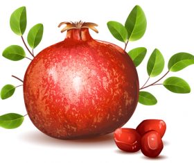 Pomegranate and green leaves vector illustration