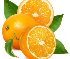 Realistic citrus vector