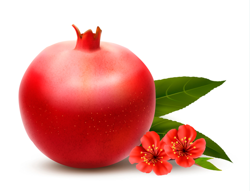 Small red flower and pomegranate vector illustration