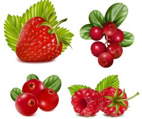 Strawberry and berry vector illustration