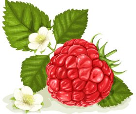 Watercolor berries vector illustration