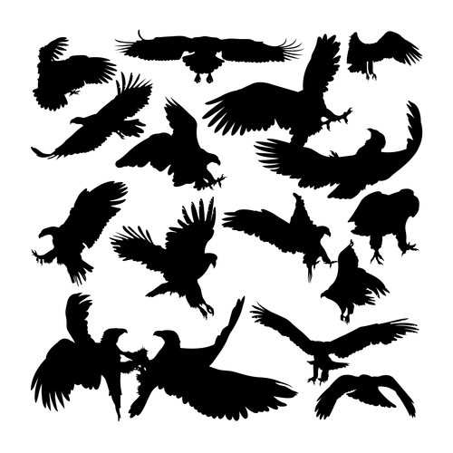 White tailed eagle animal silhouettes vector