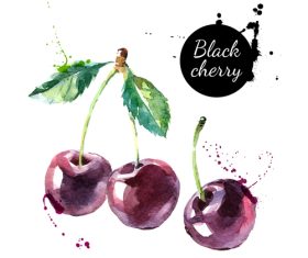 Cherries watercolor painting vector