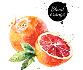 Grapefruit watercolor painting vector