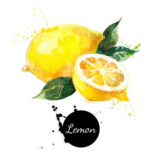 Lemon watercolor painting vector