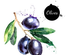 Olive watercolor painting vector