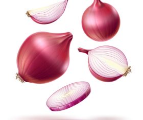 Onion vector