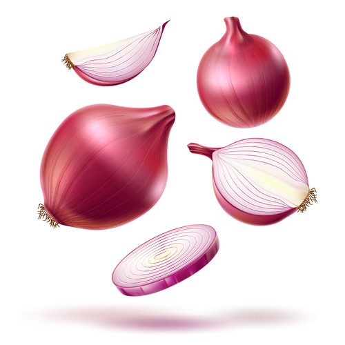 Onion vector