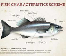 Fish characteristics scheme vector