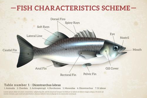 Fish characteristics scheme vector