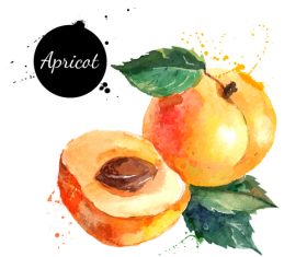 Peach watercolor painting vector