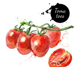 Tomatoes watercolor painting vector