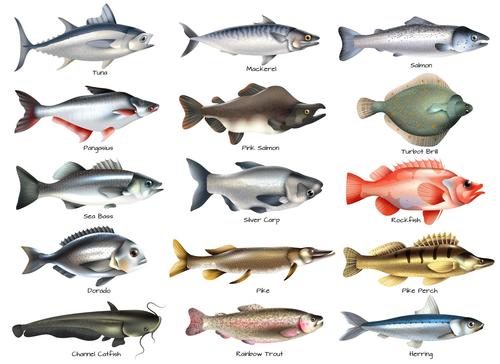 Various seafood fish realistic vector