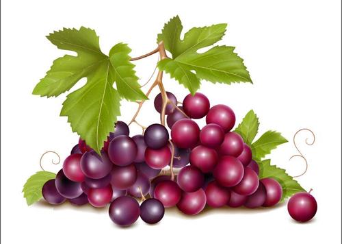 A bunch of grapes close up vector illustration