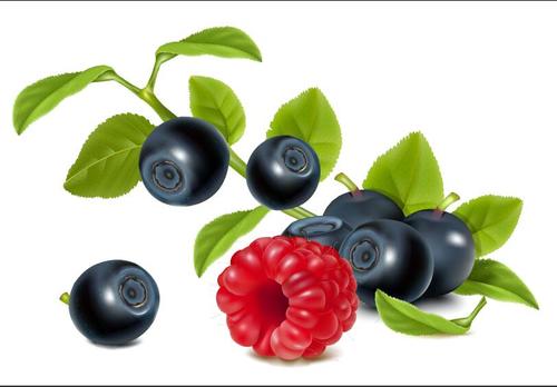 Berries and black cherries vector illustration