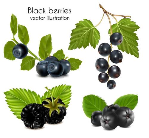Black cherries vector illustration