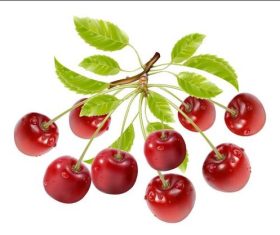Bunch of cherries vector illustration