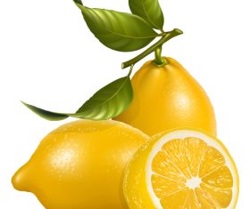 Cut citrus vector