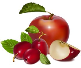 Fresh apples and cherries vector illustration