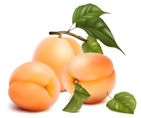 Fresh peach vector illustration