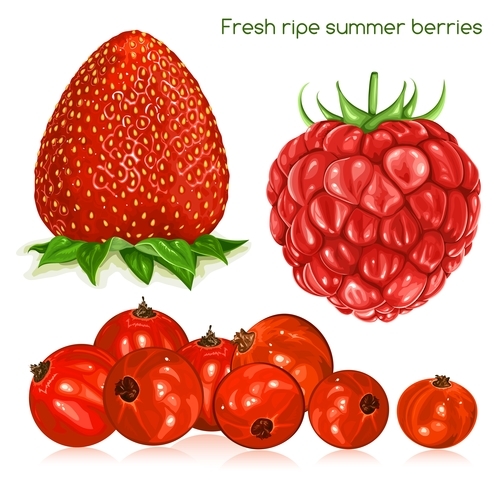 Fresh ripe summer berries vector illustration
